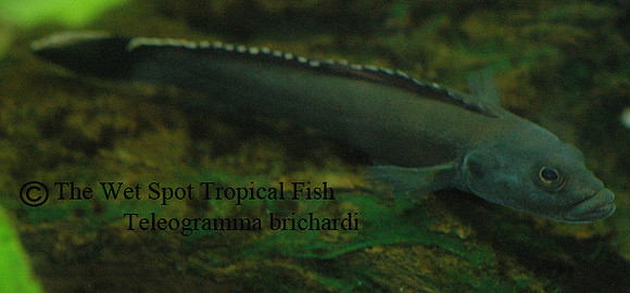 Teleogramma brichardi