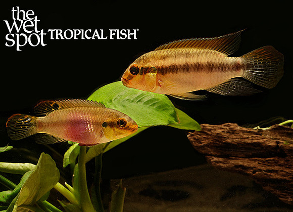 Pelvicachromis subocellatus"Moanda"