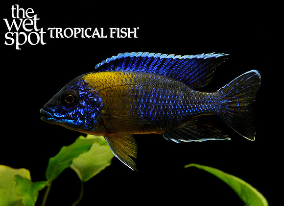 Aulonocara sp. "Maulana Bicolor"