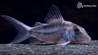 Corydoras
