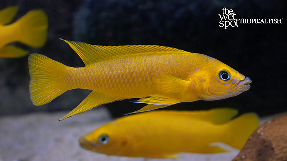 Neolamprologus leleupi "Lemon Cichlid"