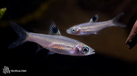 Brevibora cheeya "Giant Emerald Eye Rasbora"