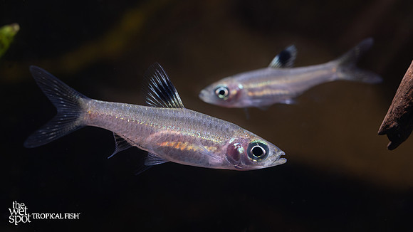 Brevibora cheeya "Giant Emerald Eye Rasbora"