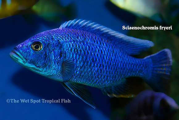 Sciaenochromis fryeri - Electric Blue Cichlid