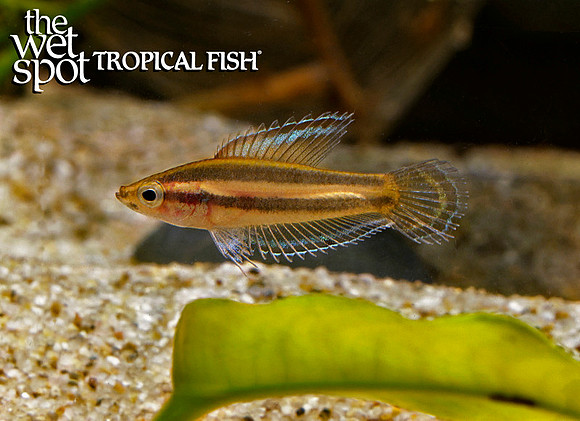 Parosphromenus nagyi "Strawberry Licorice Gourami"