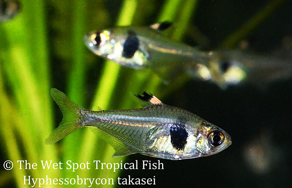 Hyphessobrycon takasei - Coffee Bean Tetra
