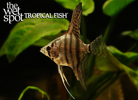 Pterophyllum scalare - Zebra angel fish