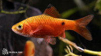 Pethia conchonius "Rosy Barb"