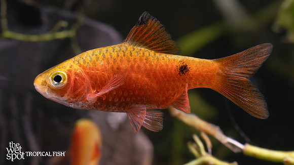 Pethia conchonius "Rosy Barb"