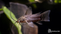 Callichthys callichthys