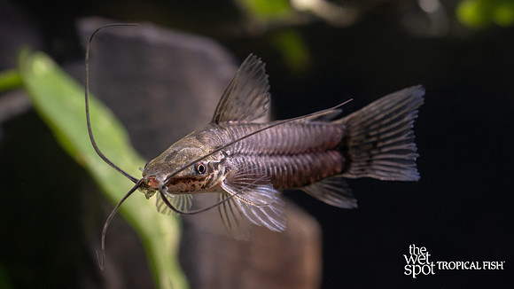 Callichthys callichthys