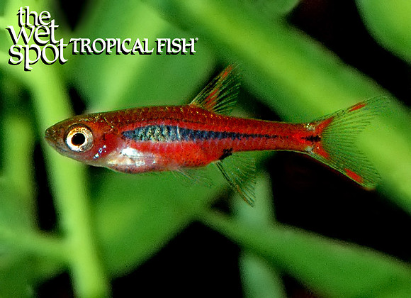 Boraras brigittae - Chili Rasbora
