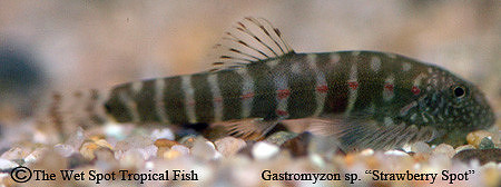Erromyzon sp. ER02 - Strawberry Spot Sucker Loach