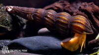 Tylomelania sarasinorum "Orange Rabbit Snail"