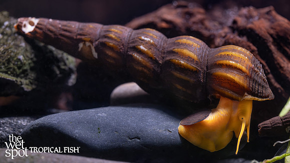 Tylomelania sarasinorum "Orange Rabbit Snail"