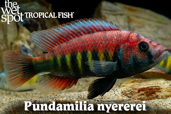 Pundamilia nyererei male