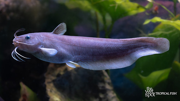 Neosilurus equinus "Southern Tandan"