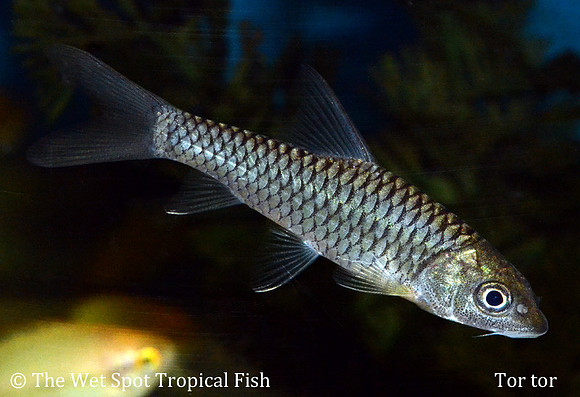 Red Tail Mahseer - Tor tor