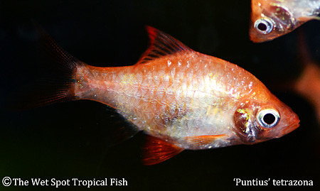 Puntius tetrazona "Albino" - Albino Tiger Barb