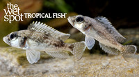 Lamprolous lemairii