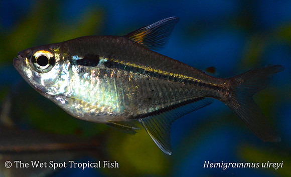 Hemigrammus ulreyi - Broken Stripe Tetra