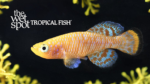 Nothobranchius rachovii "Rachovii Killi"
