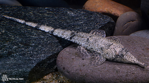 Hemiodontichthys acipenserinus "Pinocchio Whiptail Cat"