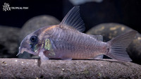 Corydoras sp."CW102" "Soot Cory"