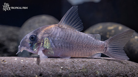 Corydoras sp."CW102" "Soot Cory"
