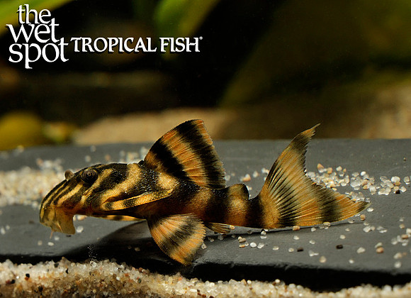 Panaqolus sp. LDA01 Gold Tiger Pleco