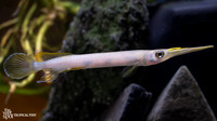 Hemirhamphodon kuekenthali "Forest Halfbeak"