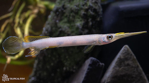 Hemirhamphodon kuekenthali "Forest Halfbeak"