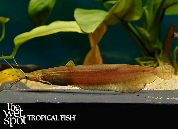 Heteropneustes fossilis - Asian Stinging Cat