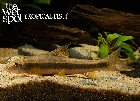 Garra cambodgiensis "False Siamensis"