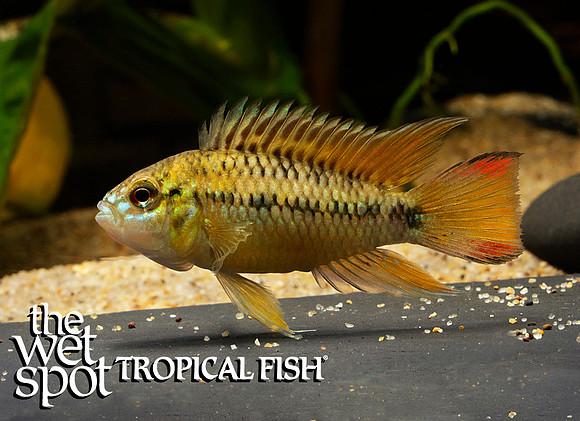 Apistogramma hoignei