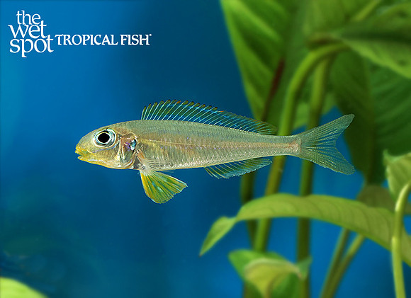 Xenotilapia flavipinnis "Nyanza Lac"