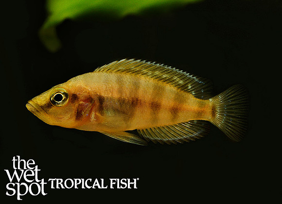 Altolamprologus compressiceps"Gold" "Chaitika"