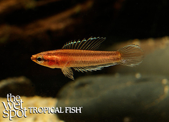 Parosphromenus ornaticauda" Ornate Licorice Gourami"