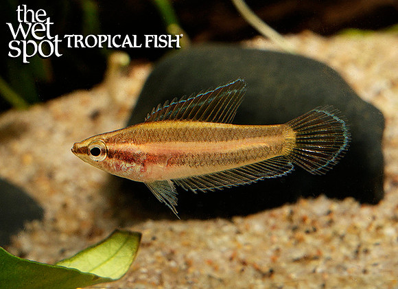 Parosphromenus sp. "Fire & Ice Licorice Gourami" "Batu Pahat"