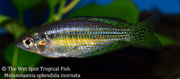Ornate Rainbowfish - Melanotaenia splendida inornata