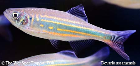 Devario assamensis - Assam Danio