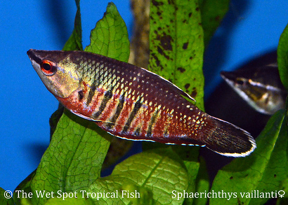 Sphaerichthys vaillanti ♀ - Vaillant / Samurai Chocolate Gourami