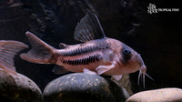 Corydoras tenebrosum"CW160" "Super Ancestor"