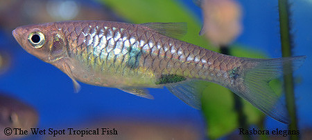Rasbora elegans - Royal Elegant Rasbora