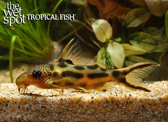 Synodontis pleurops - Bug Eyed Synodontis