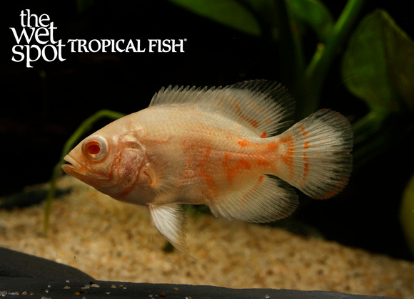 Astronotus ocellatus "Albino Tiger Oscar"