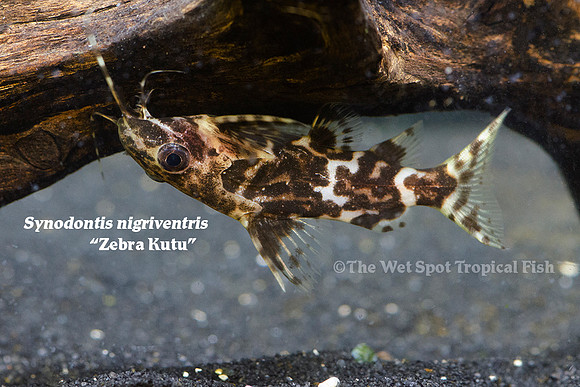Synodontis nigriventris - Zebra Kutu