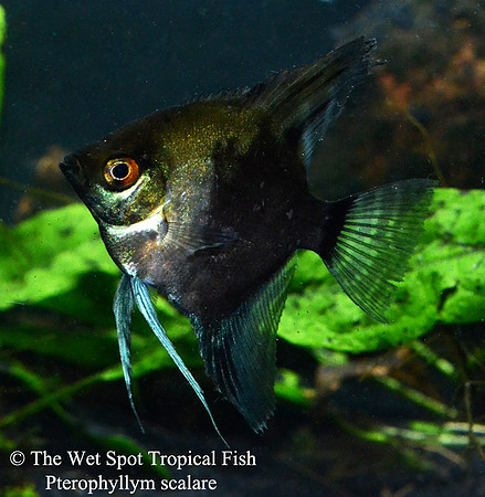 Pterophyllum scalare