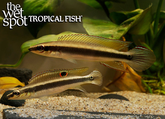 Crenicichla cf. wallacii "Colombia"