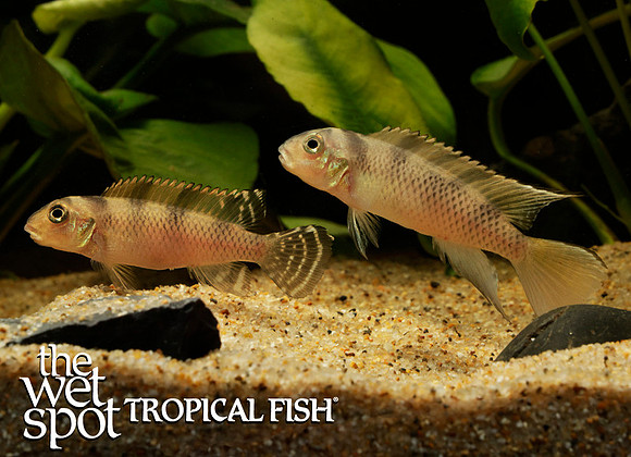 Nanochromis transvestitus